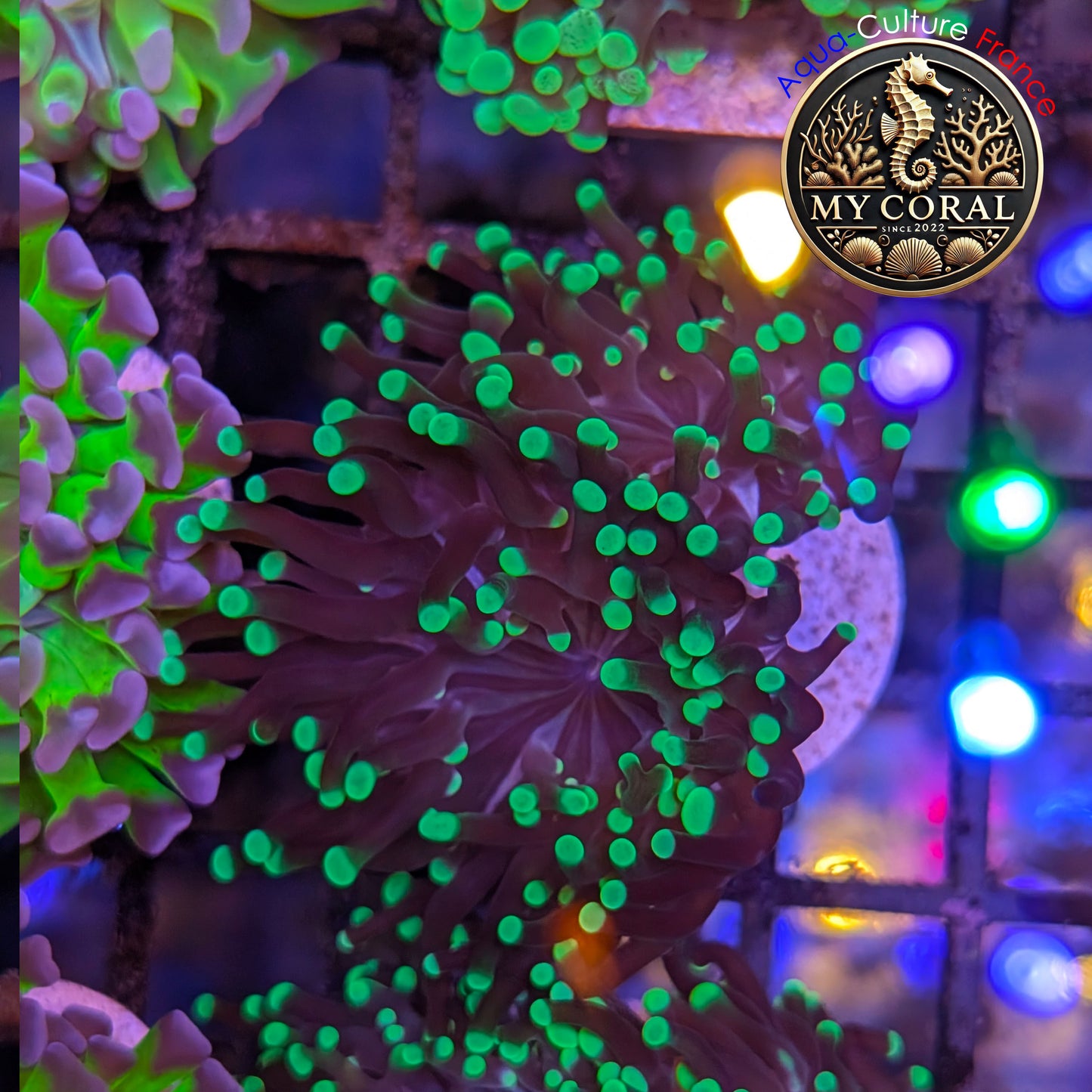 Euphyllia de Culture WYSIWYG- Divisa - Green - EPDG120