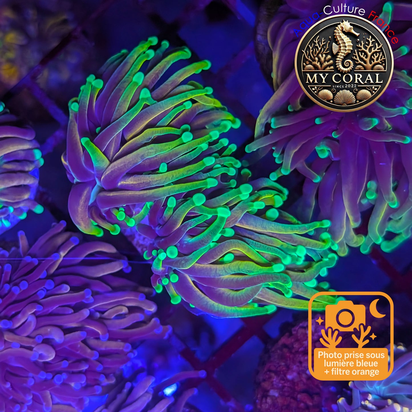 Euphyllia de Culture WYSIWYG- Glabrescens - Dragon Soul - EGDS121