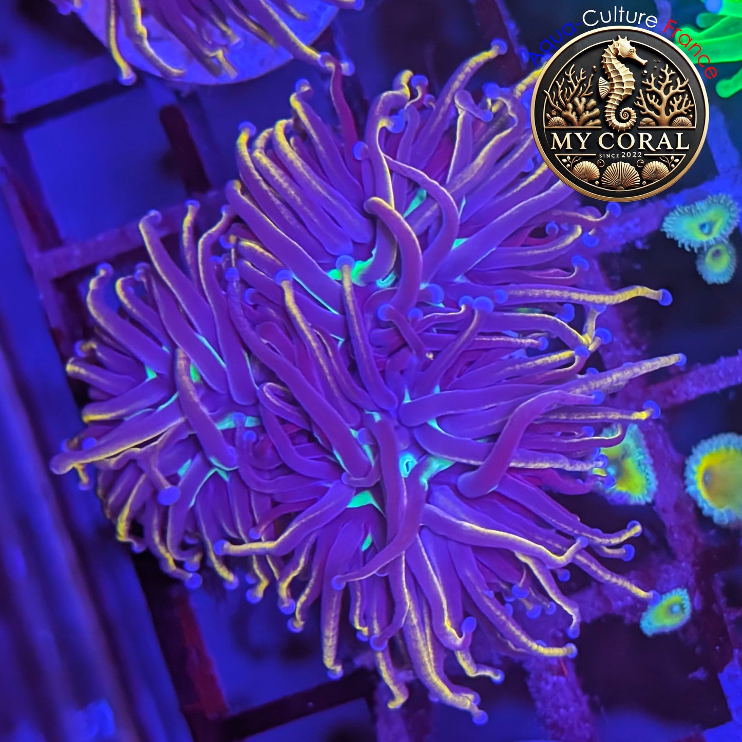 Euphyllia de Culture WYSIWYG- Glabrescens - Hellfire 3T - EGHF203