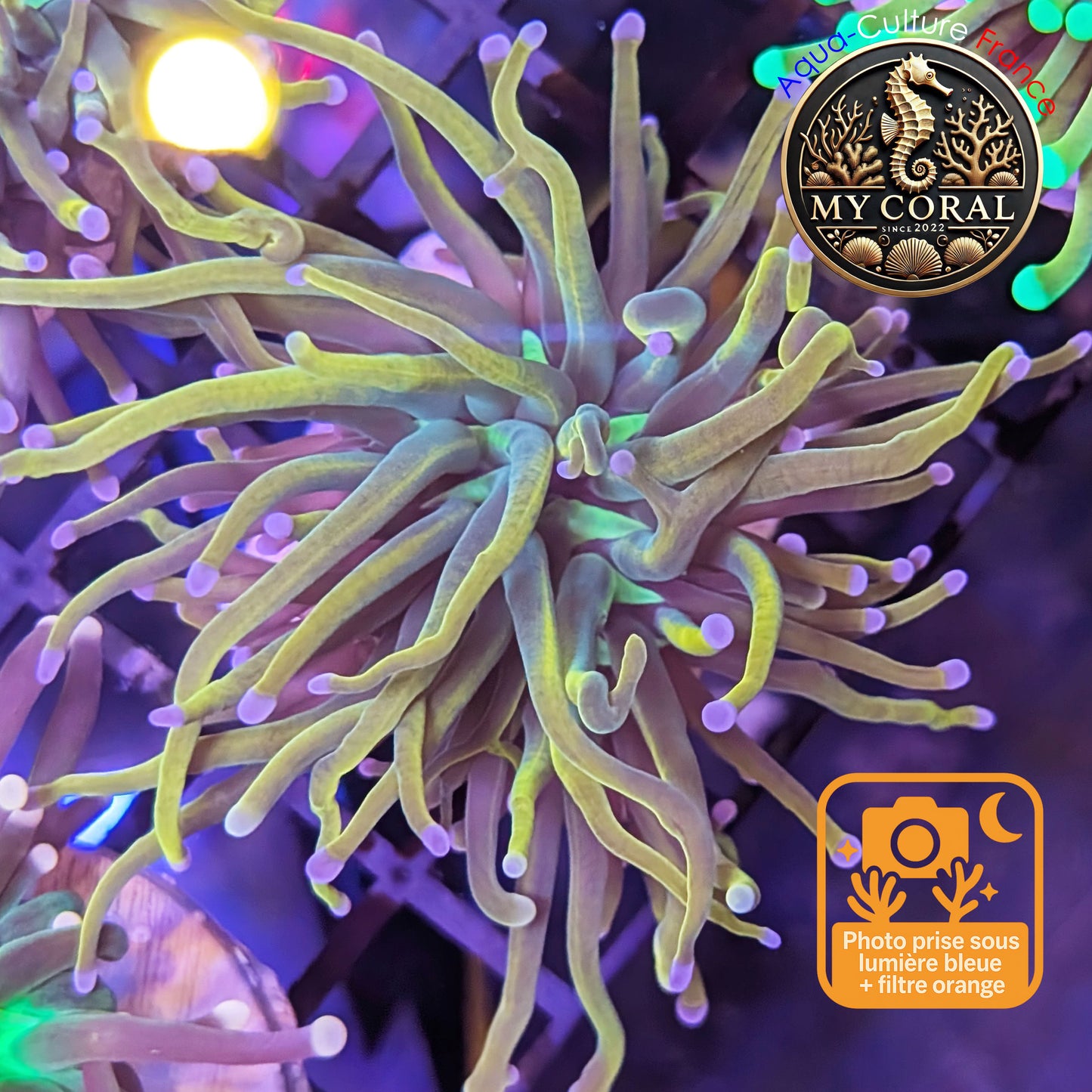 Euphyllia de Culture WYSIWYG- Glabrescens - Holy Molly V2 - EGHM104