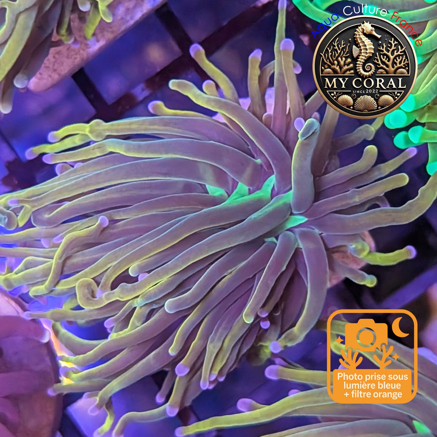 Euphyllia de Culture WYSIWYG- Glabrescens - Holy Molly V2 - EGHM105