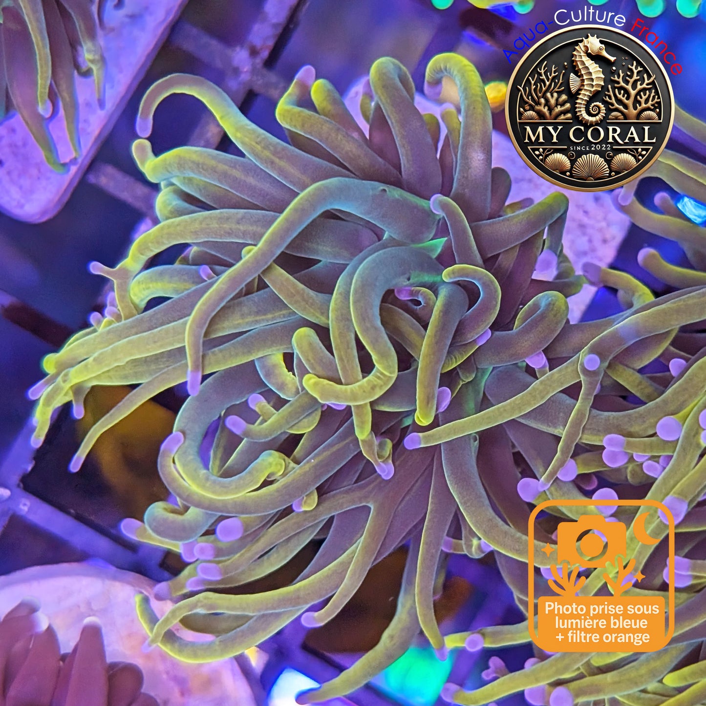 Euphyllia de Culture WYSIWYG- Glabrescens - Holy Molly V2 - EGHM106