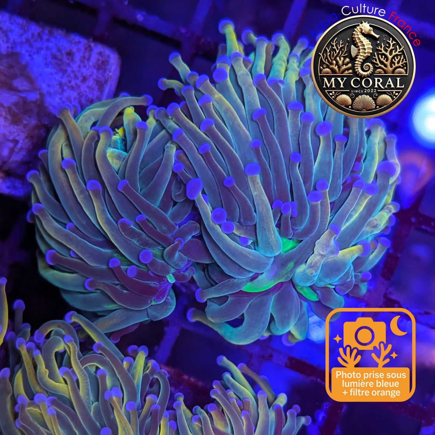 Euphyllia de Culture WYSIWYG- Glabrescens - Holy Molly - EGHM122