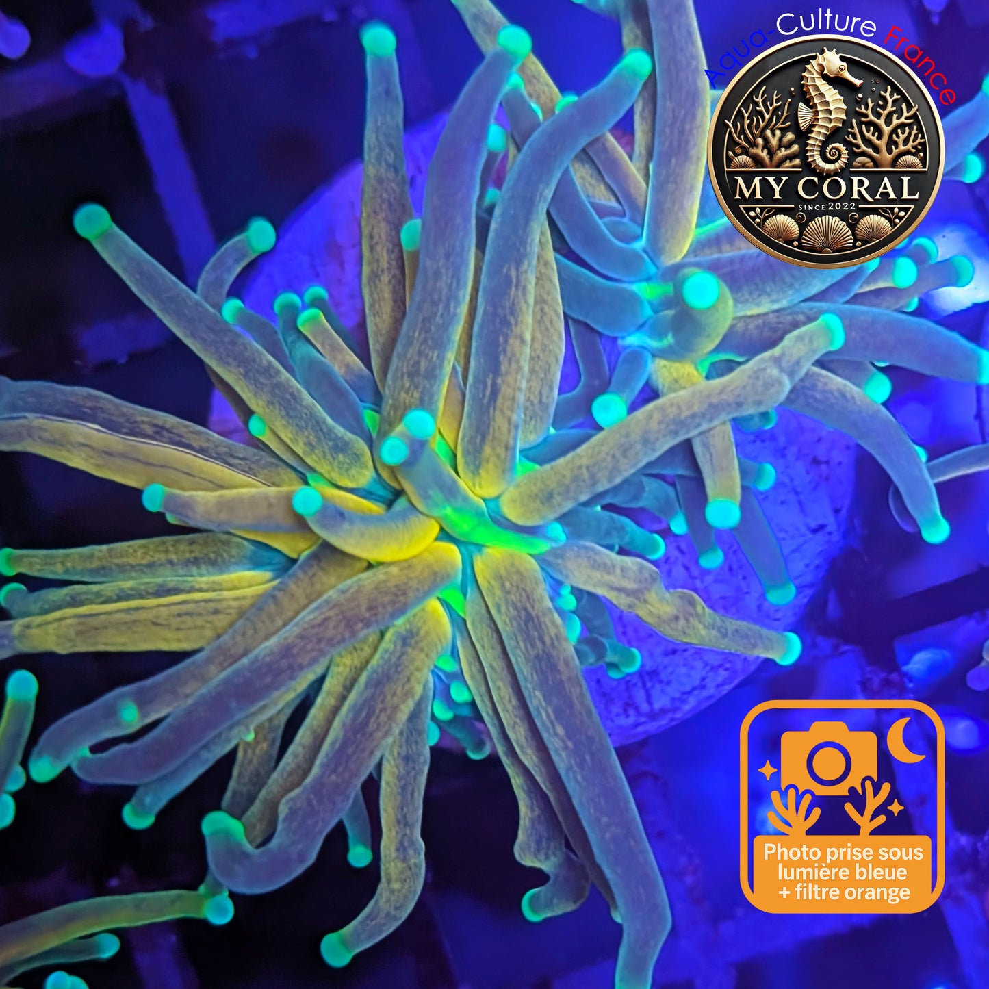 Euphyllia de Culture WYSIWYG- Glabrescens - TIGER TORCH à la Demande