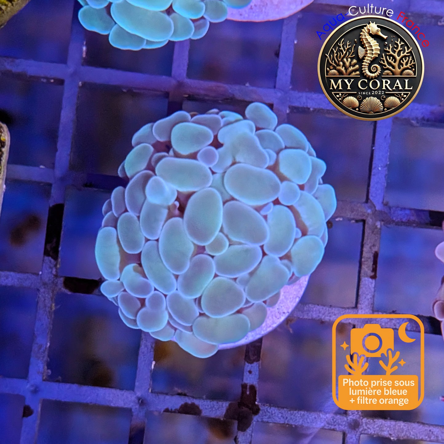 Euphyllia de Culture WYSIWYG- Paraancora - Blue-Green - EPBG114