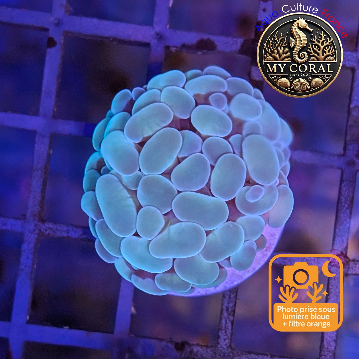 Euphyllia de Culture WYSIWYG- Paraancora - Blue-Green - EPBG115