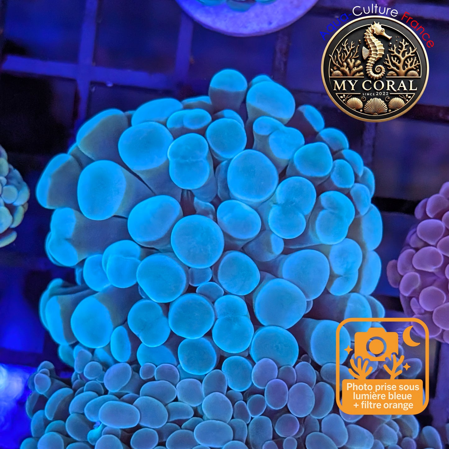 Euphyllia de Culture WYSIWYG- Paraancora Signature (Big Tips)- Blue-Green - EPBG116