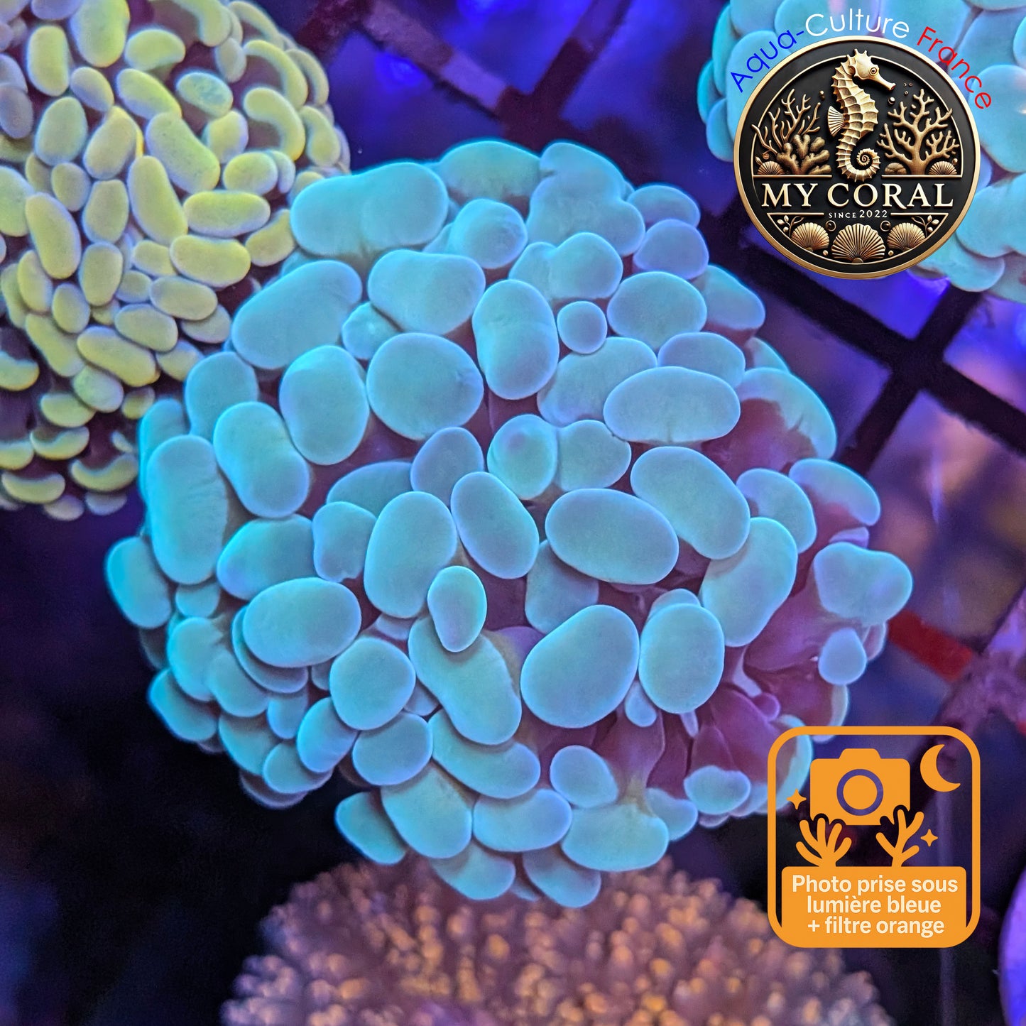 Euphyllia de Culture WYSIWYG- Paraancora - Blue-Green - EPBG119