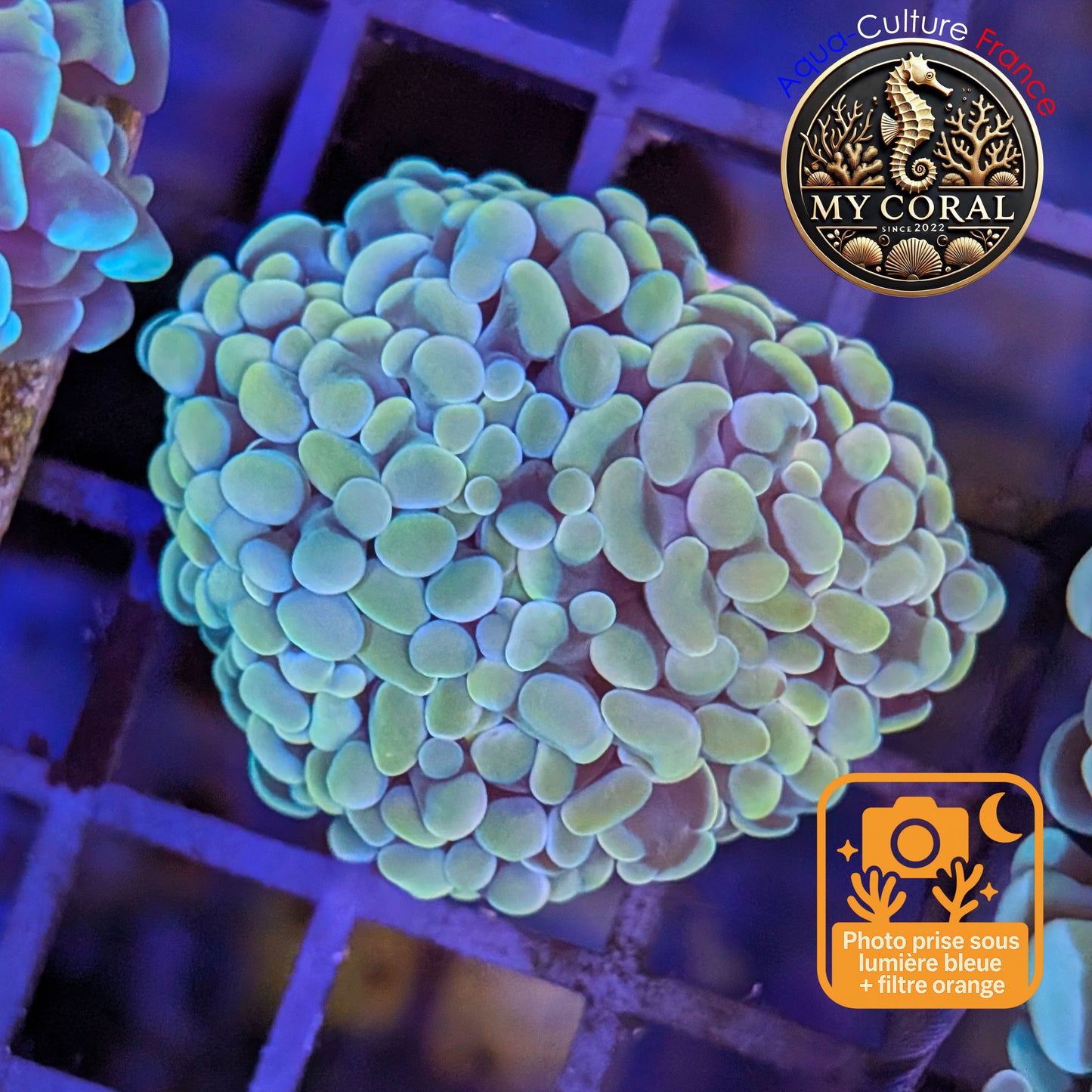 Euphyllia de Culture WYSIWYG- Paraancora - Gold Bicolor- EPGB121