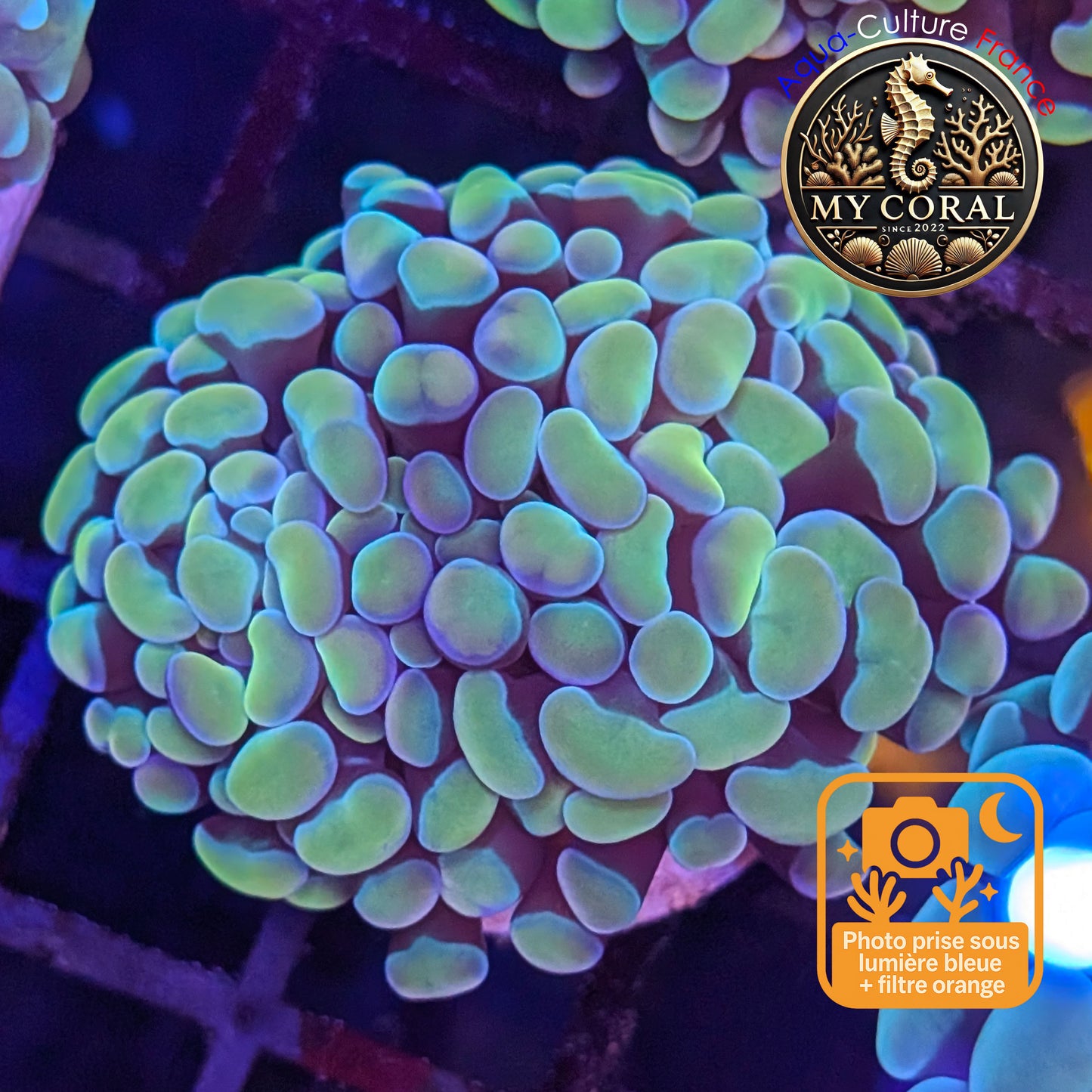 Euphyllia de Culture WYSIWYG- Paraancora - Gold Blue- EPGB124