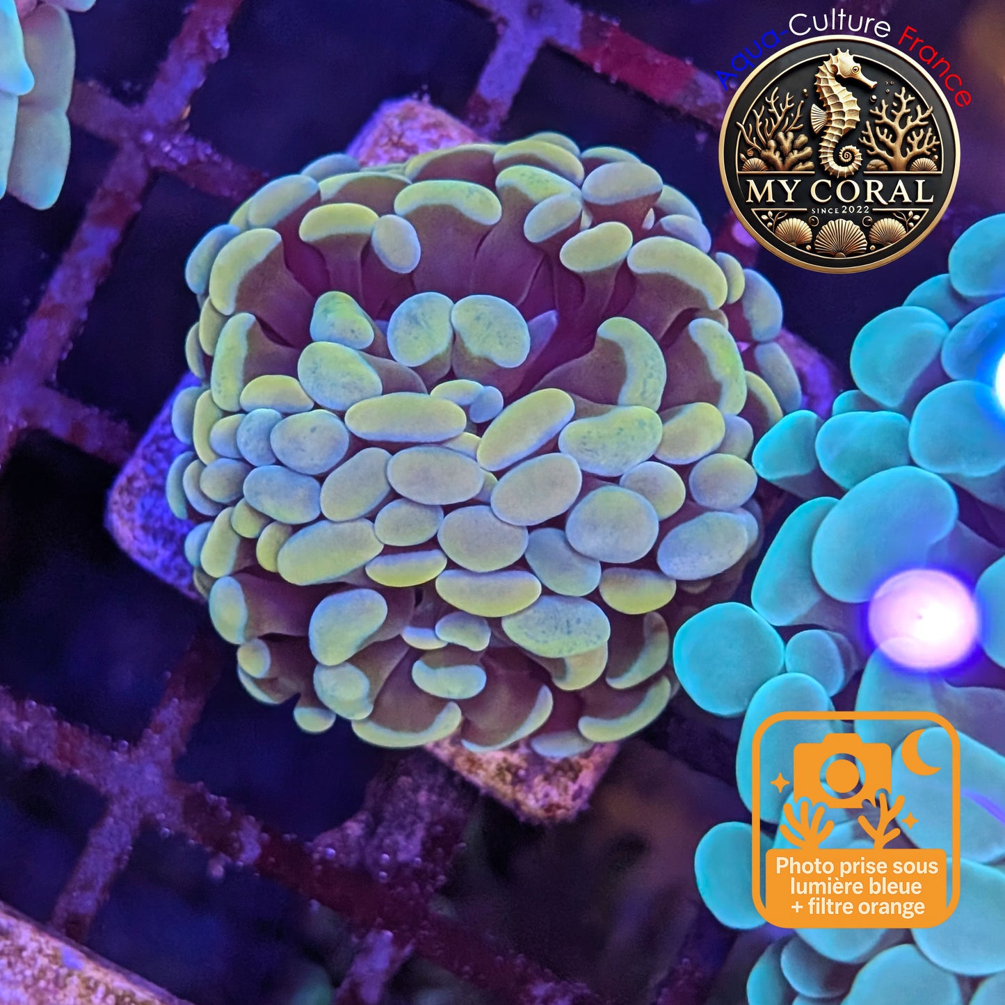 Euphyllia de Culture WYSIWYG- Paraancora - Gold Blue- EPGB125