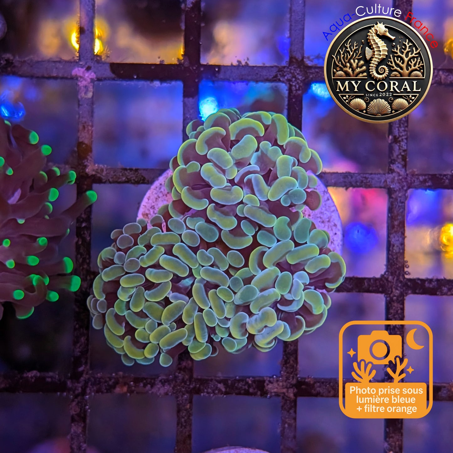 Euphyllia de Culture WYSIWYG- Paraancora - Gold Blue- EPGB129