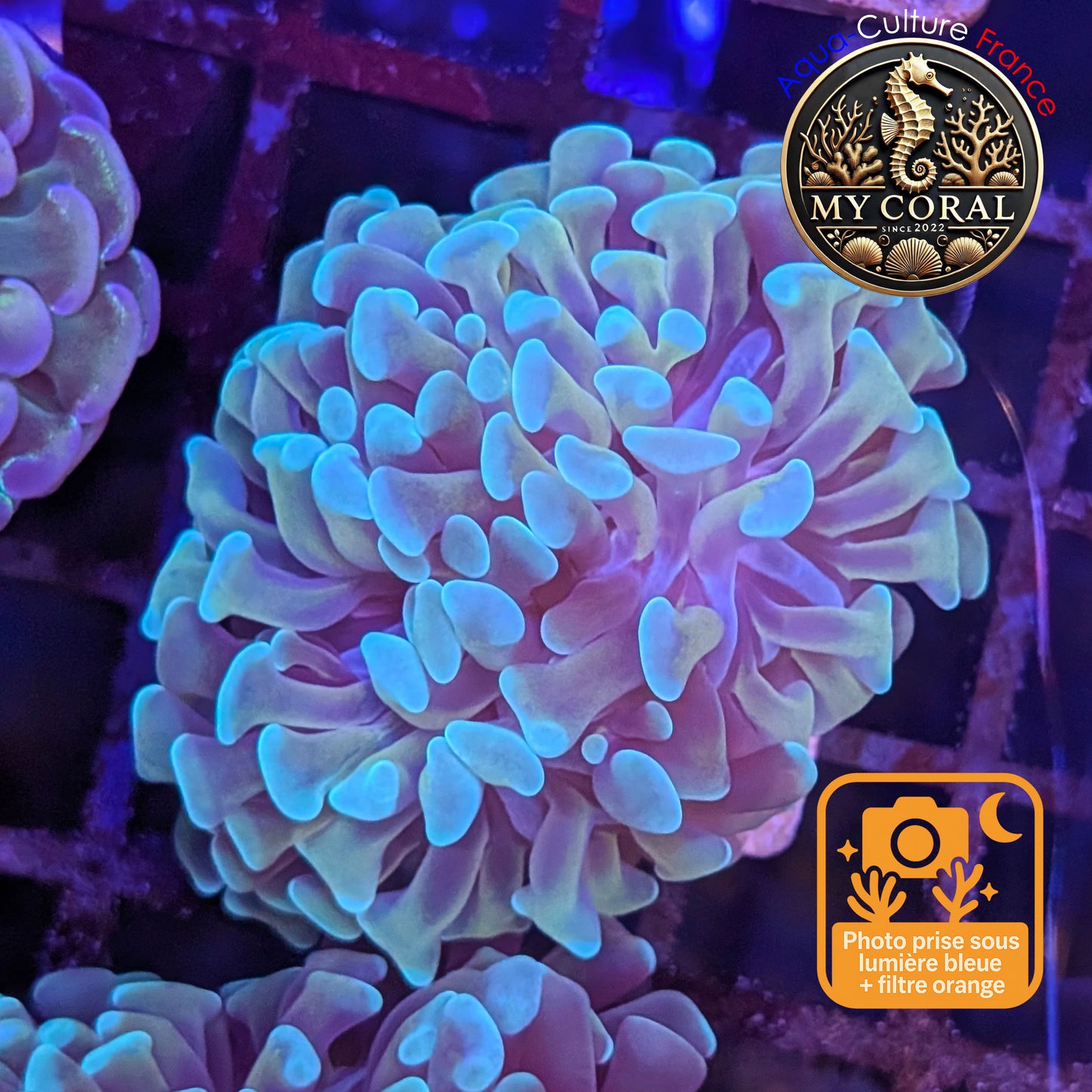 Euphyllia de Culture WYSIWYG- Paraancora - Gold Stem (Double TĂȘte)- EPGS110