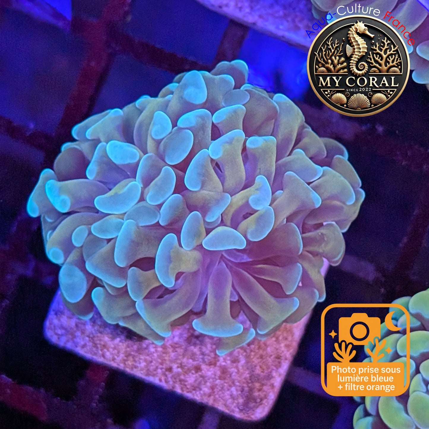 Euphyllia de Culture WYSIWYG- Paraancora - Gold Stem - EPGS111