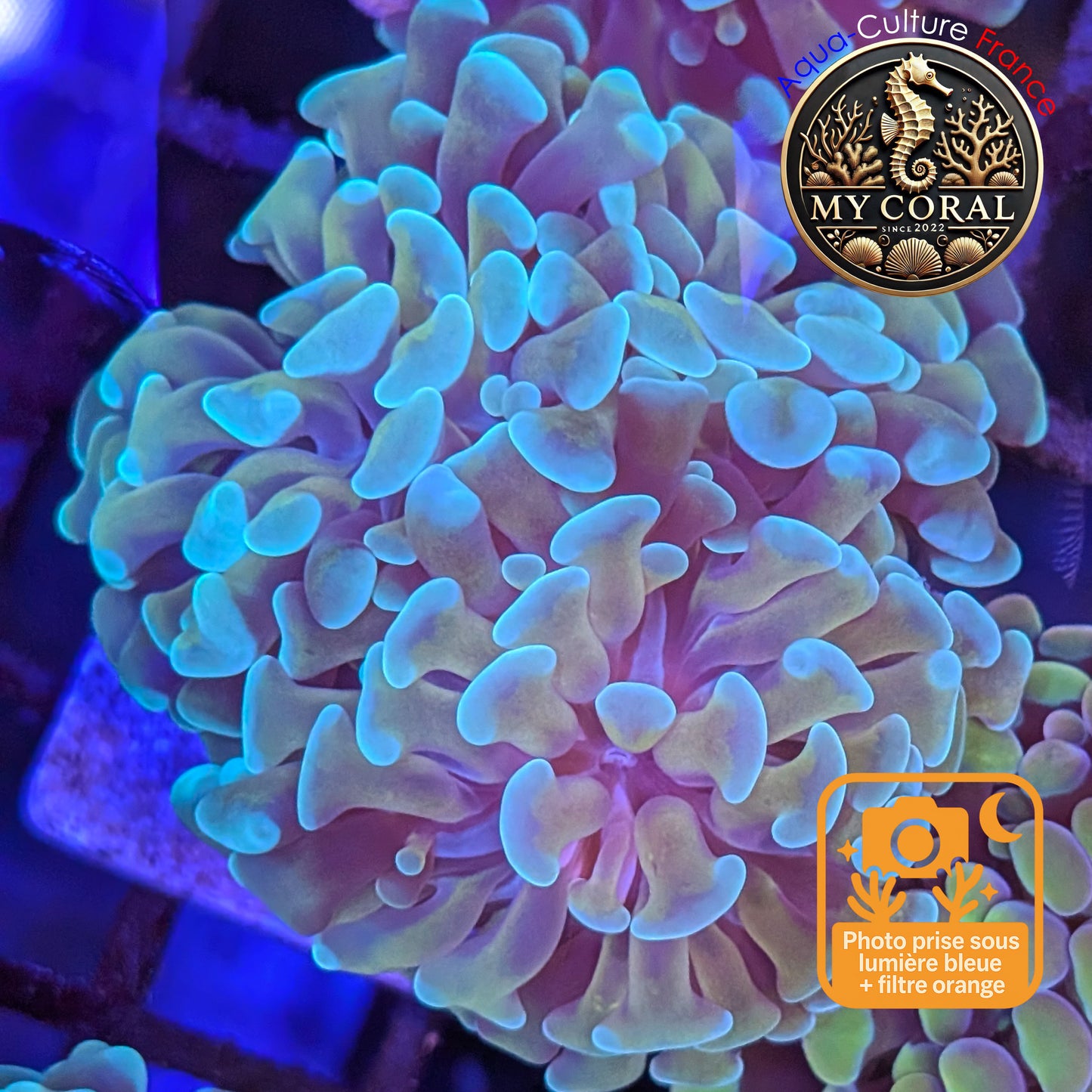 Euphyllia de Culture WYSIWYG- Paraancora - Gold Stem (2-3T) - EPGS112