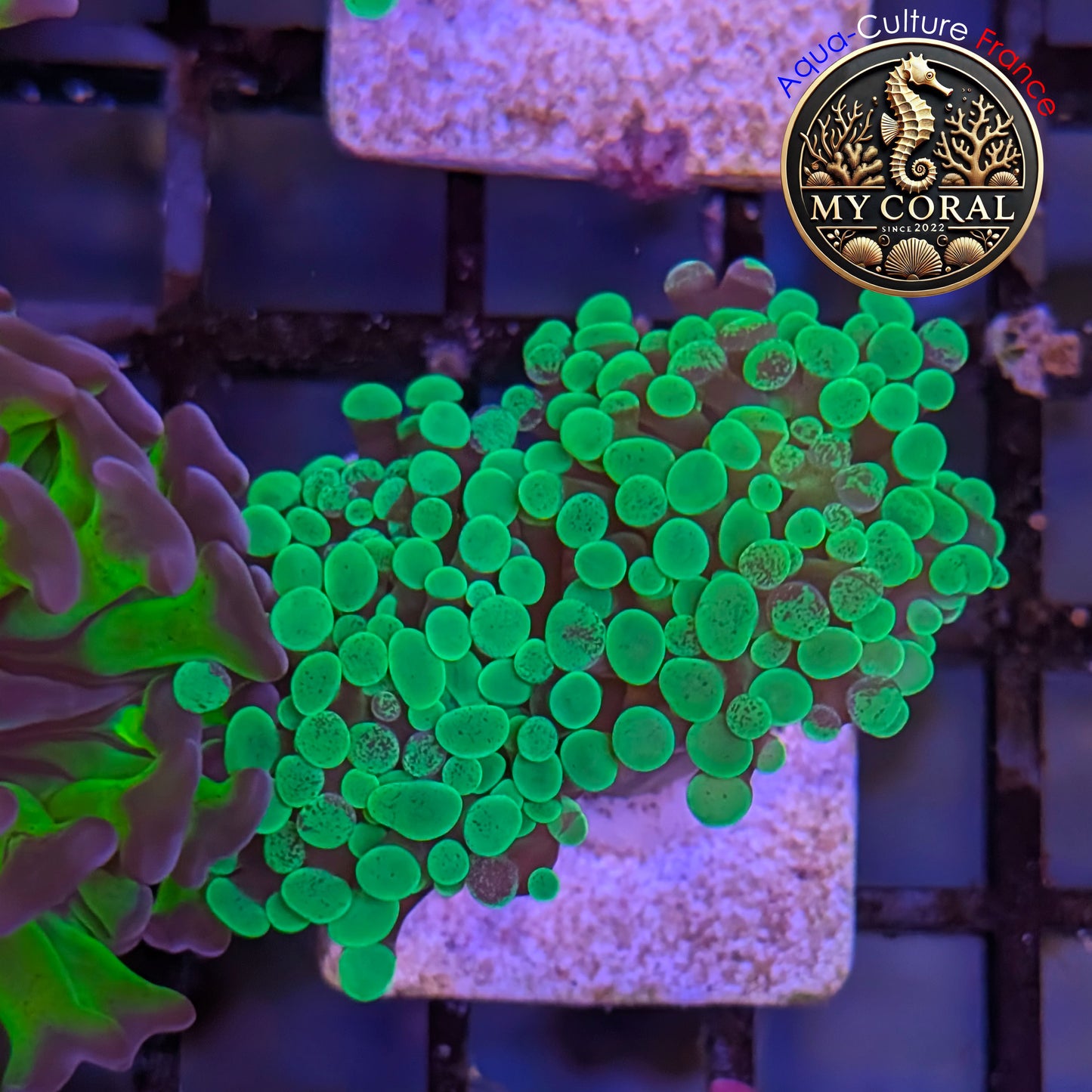 Euphyllia de Culture WYSIWYG- Paraancora - Blotchy Bicolor- EPBB002