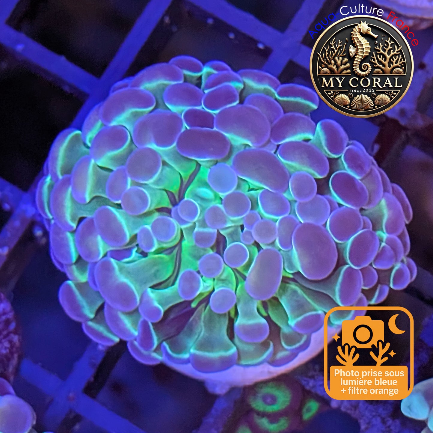 Euphyllia de Culture WYSIWYG- Paraancora - HOLOGRAM - EPHG120