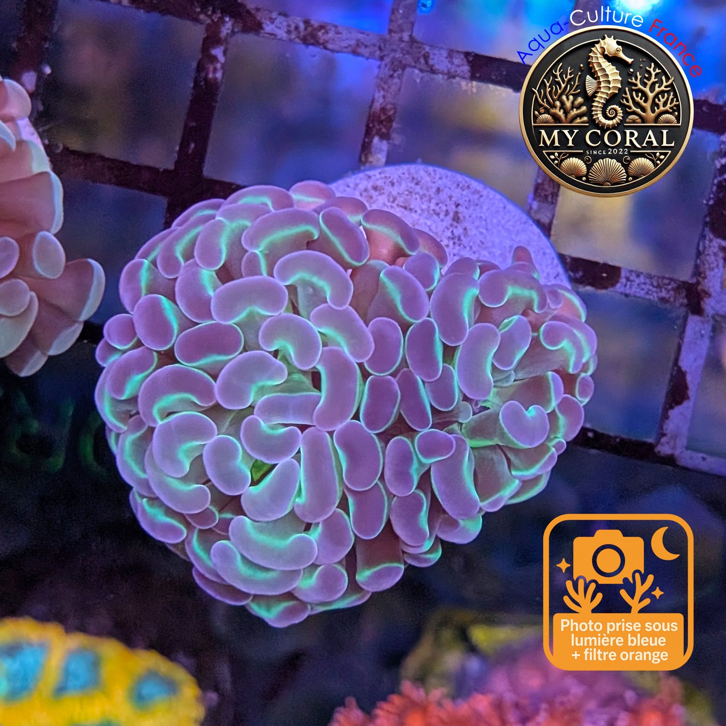 Euphyllia de Culture WYSIWYG- Paraancora - HOLOGRAM - EPHG122