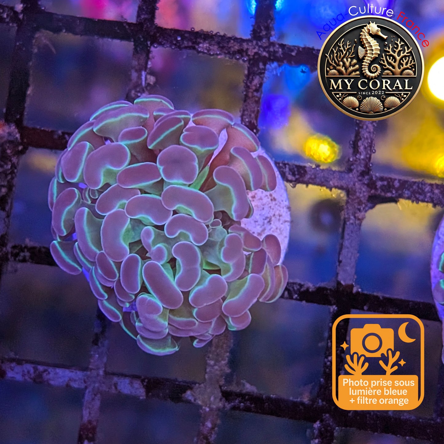 Euphyllia de Culture WYSIWYG- Paraancora - HOLOGRAM - EPHG123