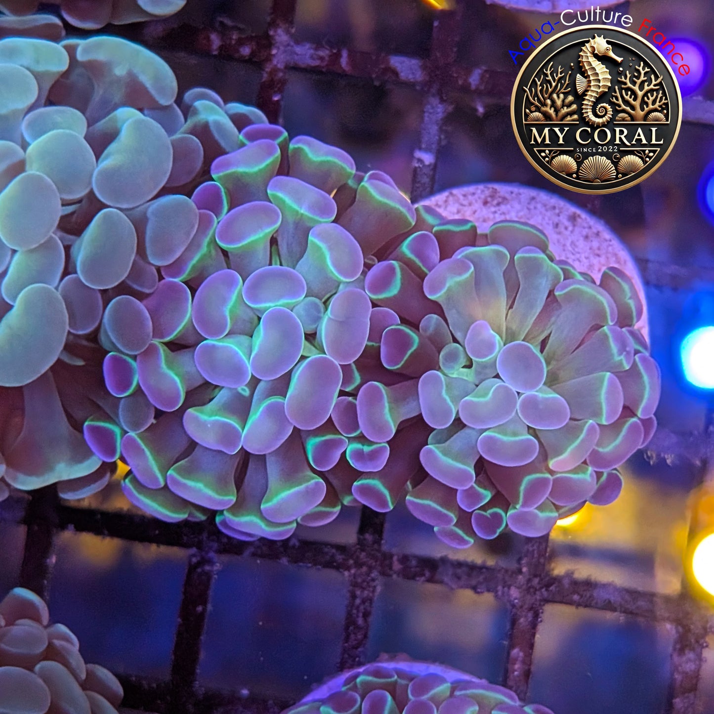 Euphyllia de Culture WYSIWYG- Paraancora - HOLOGRAM - EPHG125