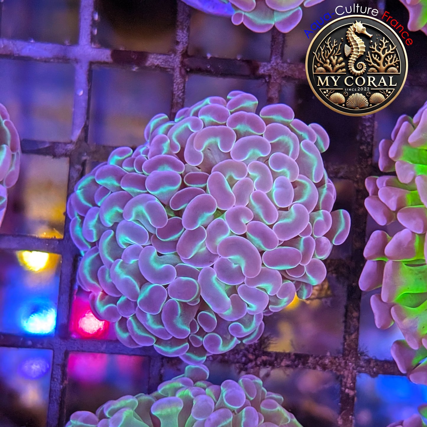 Euphyllia de Culture WYSIWYG- Paraancora - HOLOGRAM - EPHG128