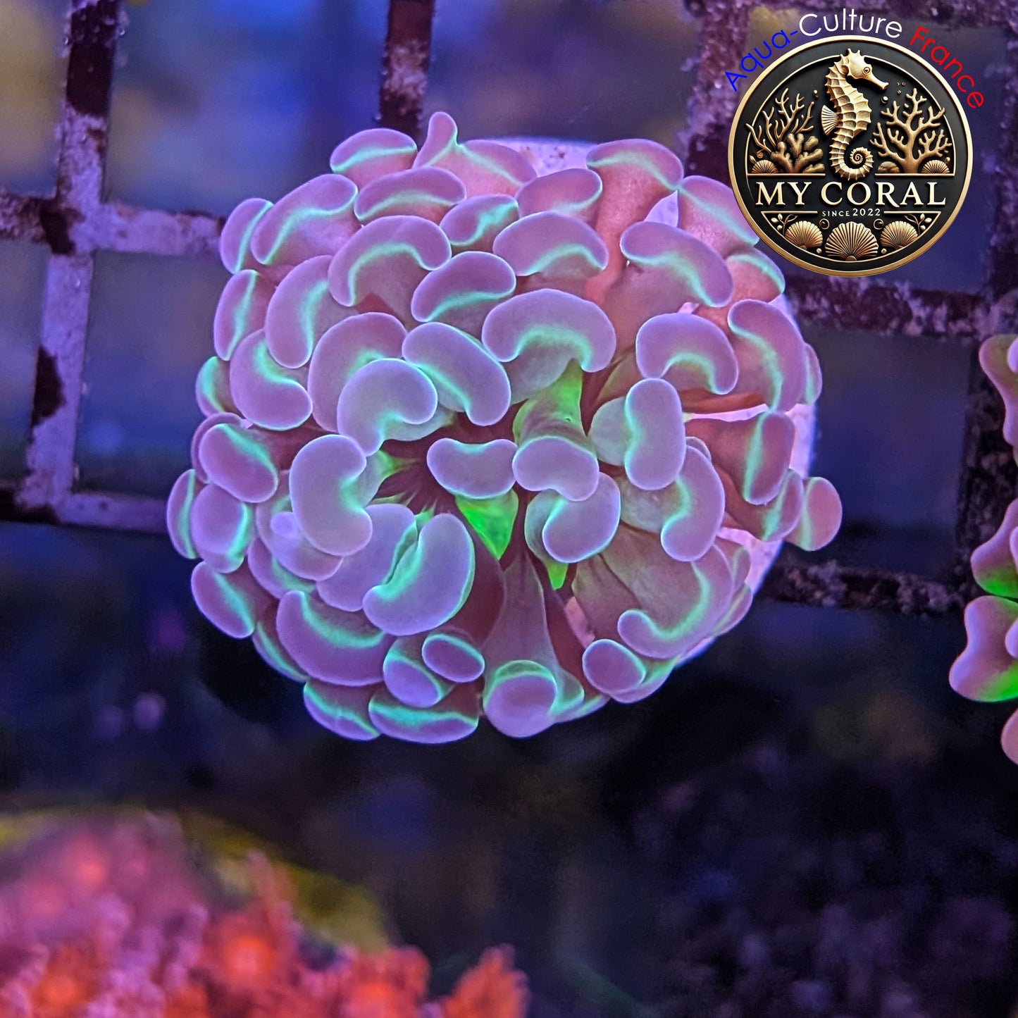 Euphyllia de Culture WYSIWYG- Paraancora - HOLOGRAM - EPHG130