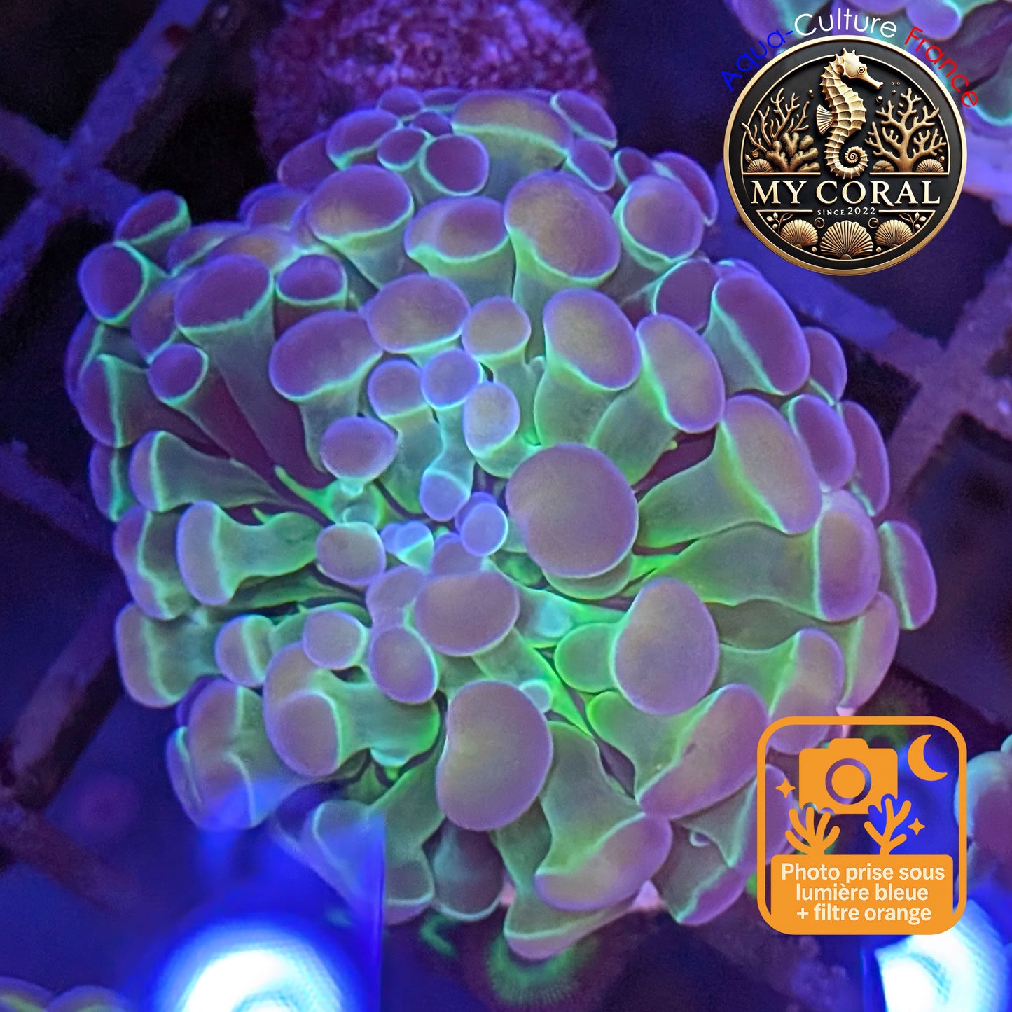 Euphyllia de Culture WYSIWYG- Paraancora Collector - Hologram Gold MASTERGRADE- EPHGM155
