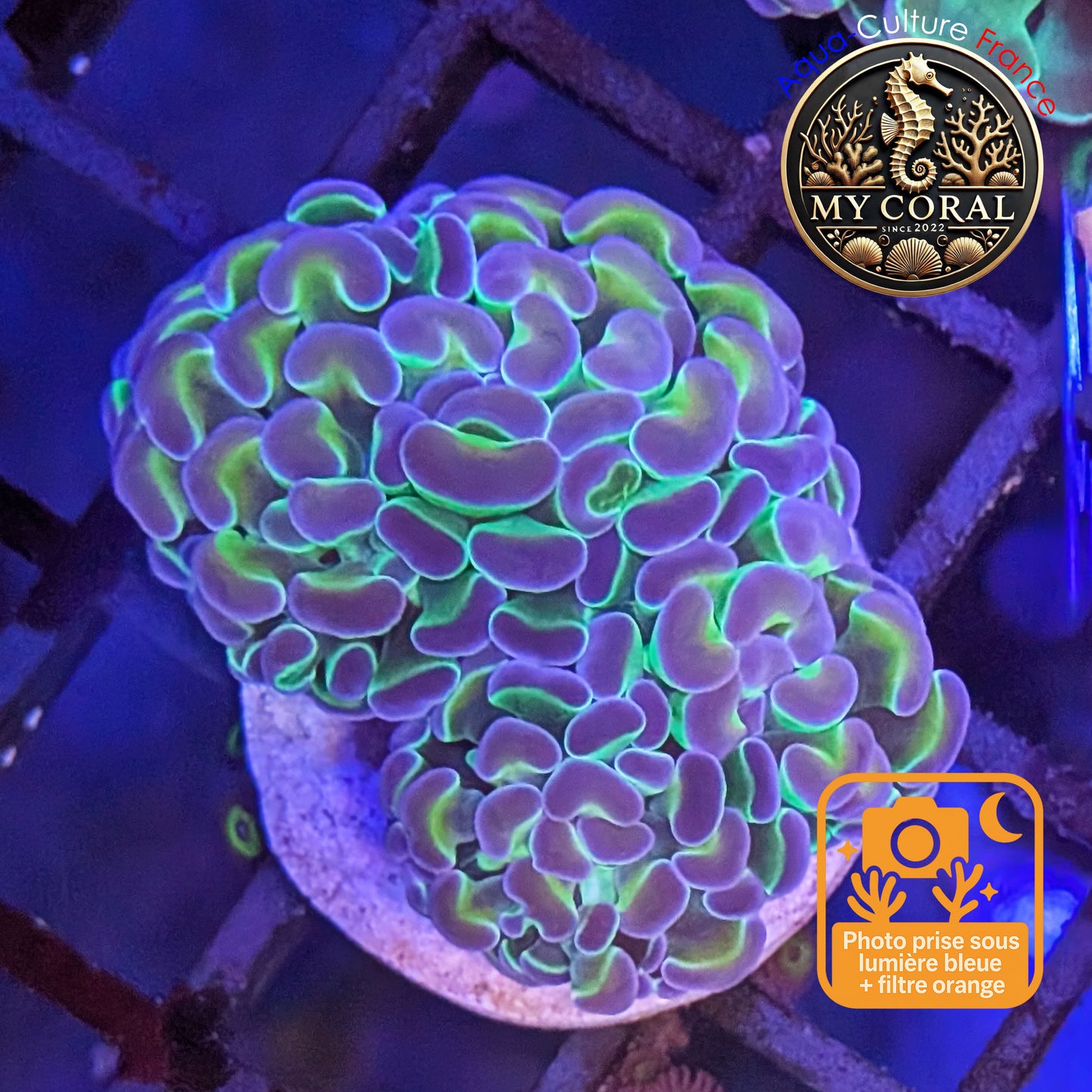 Euphyllia de Culture WYSIWYG- Paraancora Collector - Hologram Gold MASTERGRADE- EPHGM151