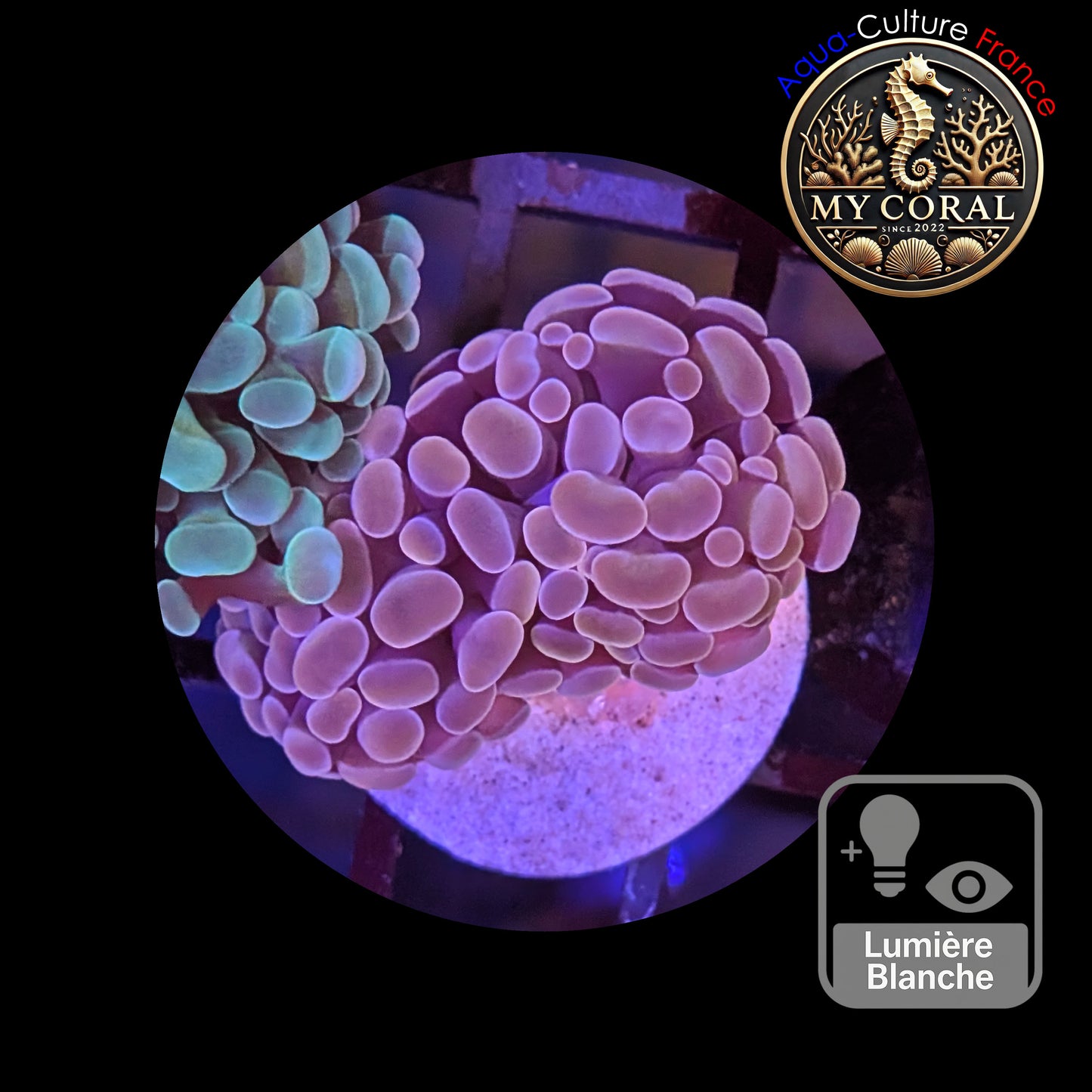 Euphyllia de Culture WYSIWYG- Paraancora - Pink Gold Salmon - EPPGS108