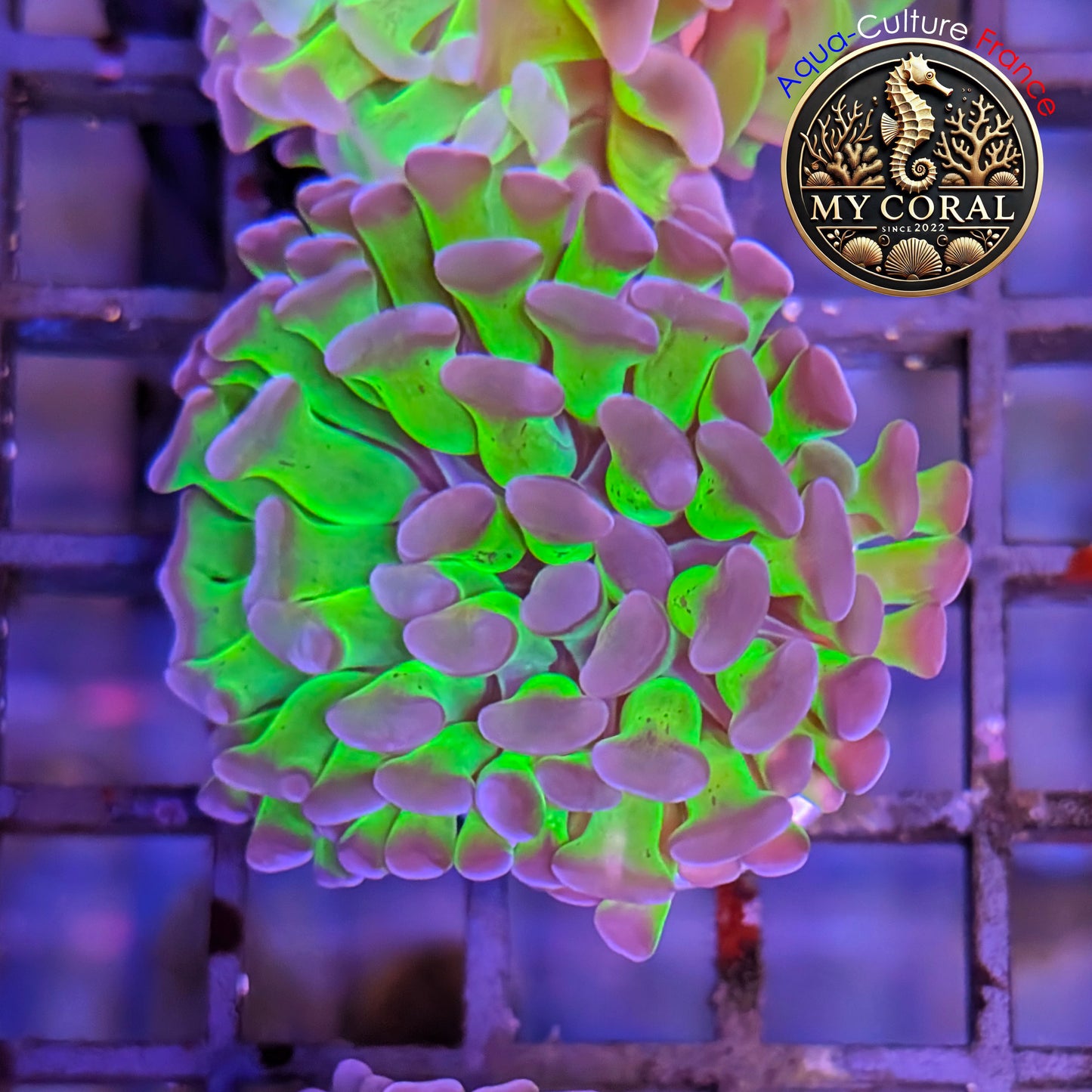 Euphyllia de Culture WYSIWYG- Paraancora - Bicolor - EPHG120