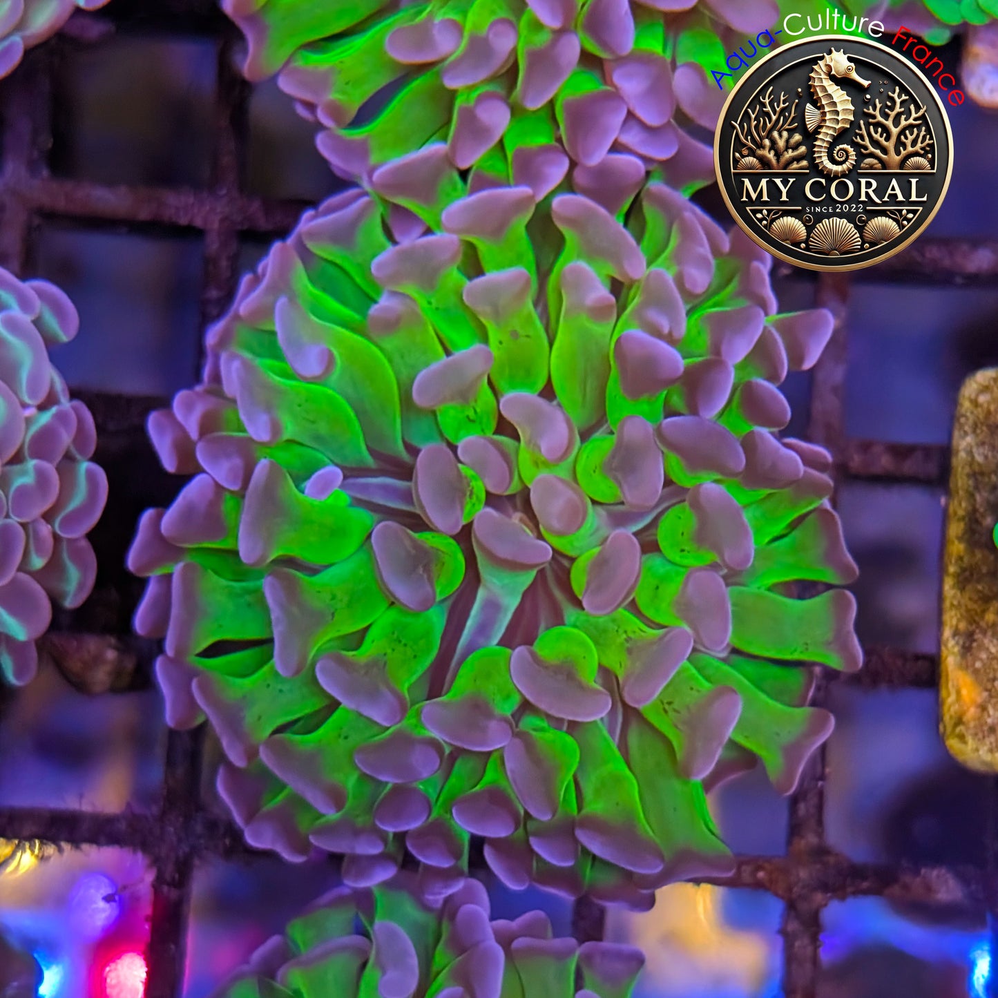 Euphyllia de Culture WYSIWYG- Paraancora - Bicolor - EPHG123