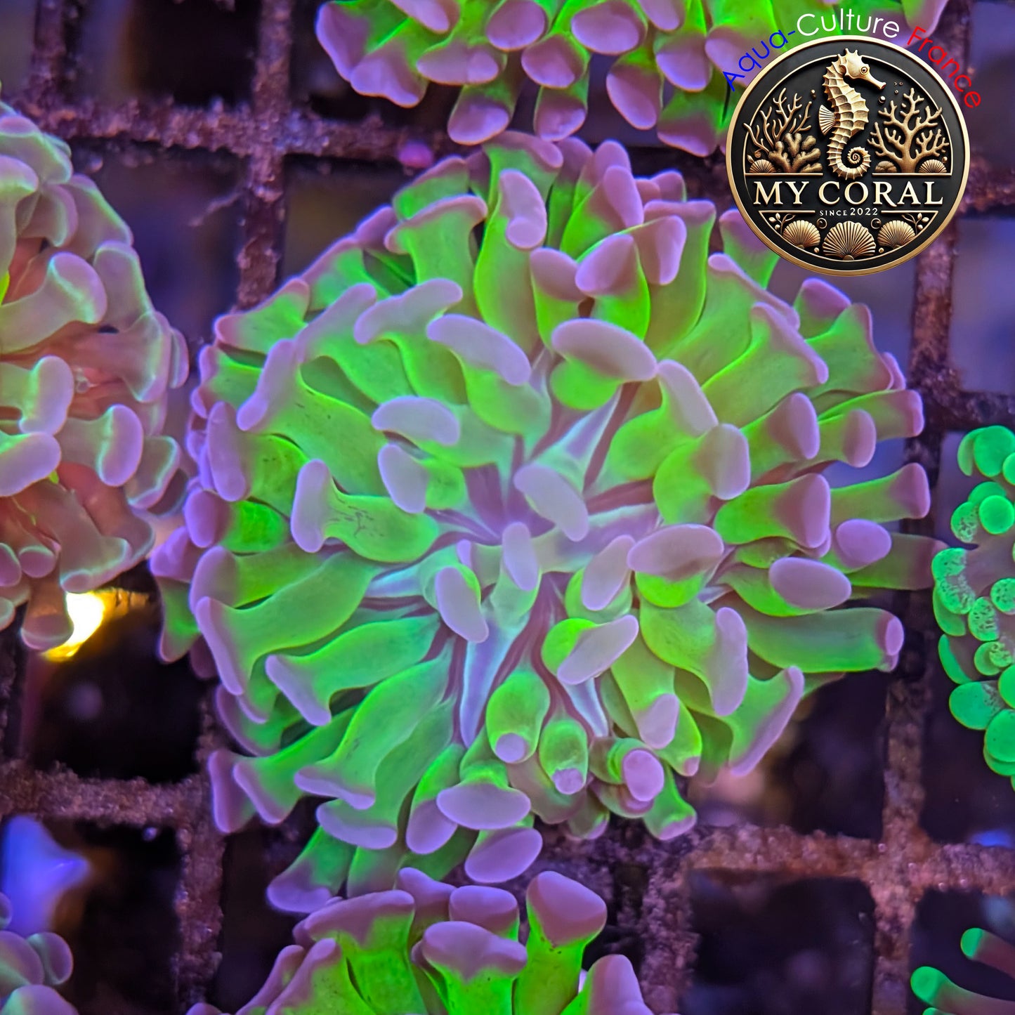 Euphyllia de Culture WYSIWYG- Paraancora - Bicolor - EPHG124