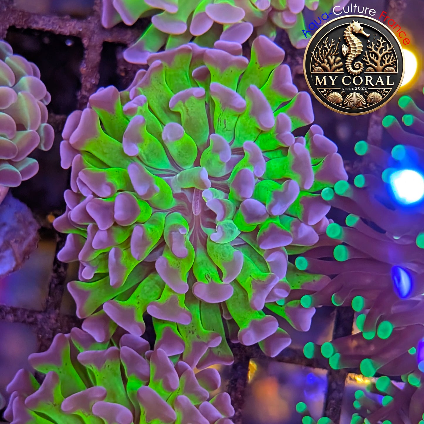 Euphyllia de Culture WYSIWYG- Paraancora - Bicolor - EPHG125