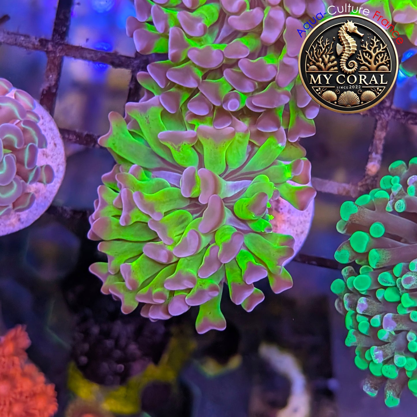 Euphyllia de Culture WYSIWYG- Paraancora - Bicolor - EPHG128