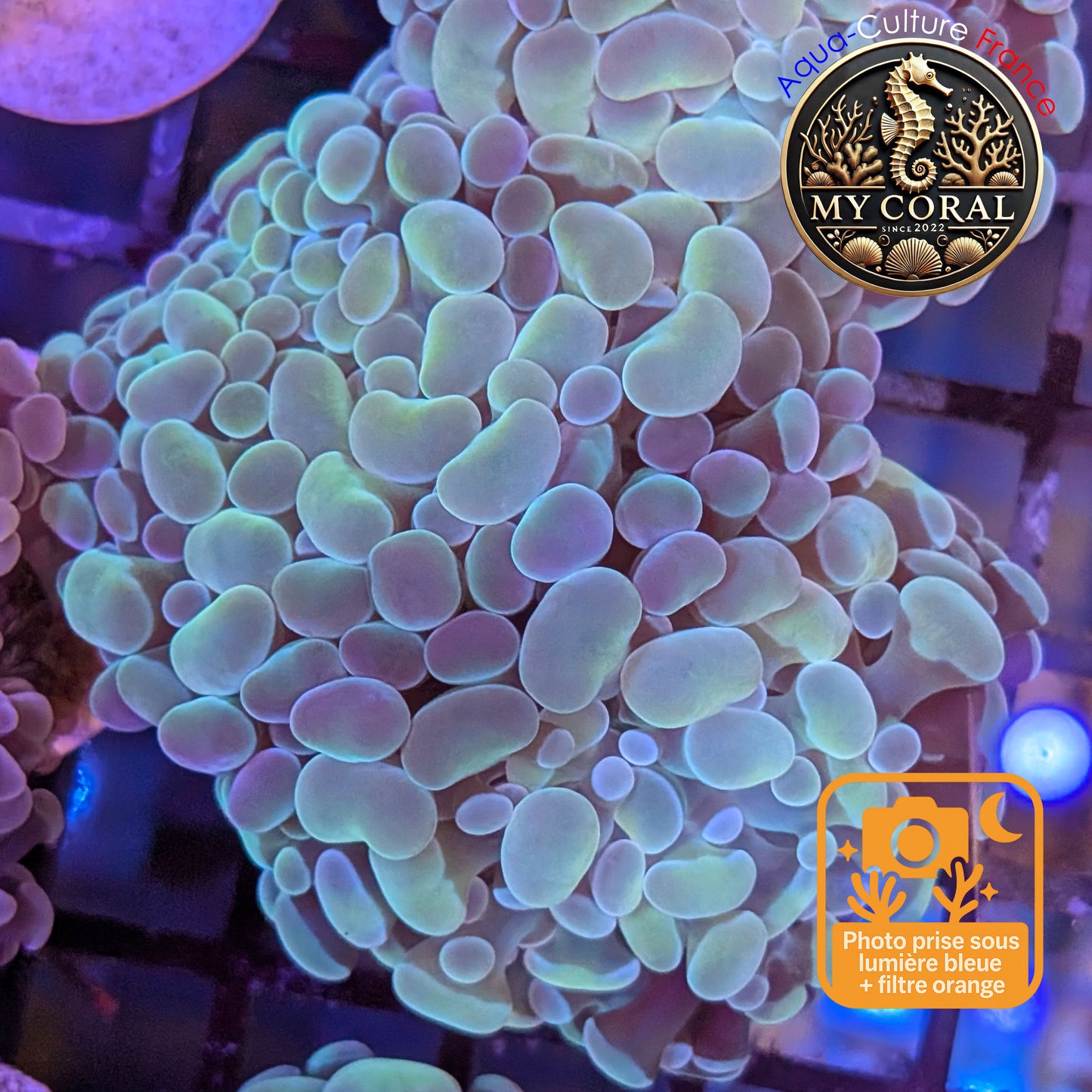 Euphyllia de Culture WYSIWYG- Paraancora - Raimbow Cream - EPRC001