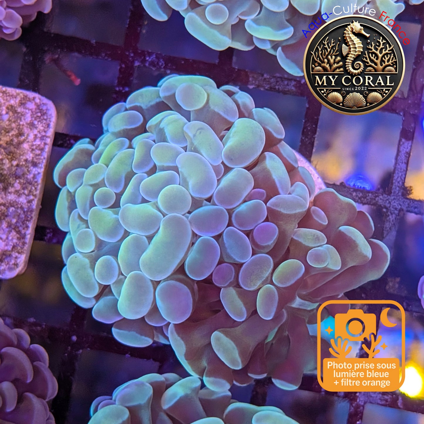 Euphyllia de Culture WYSIWYG- Paraancora - Raimbow Cream - EPRC002