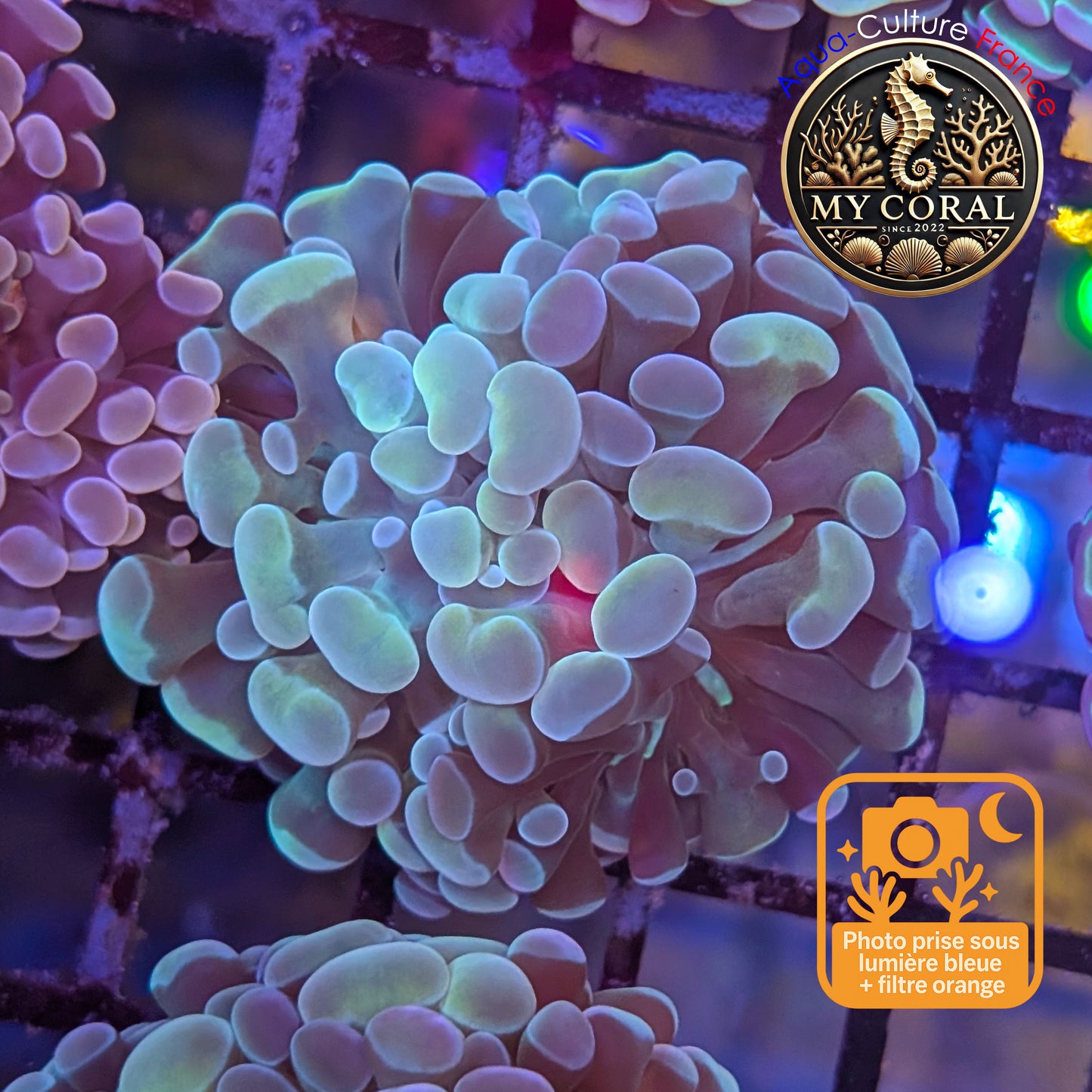 Euphyllia de Culture WYSIWYG- Paraancora - Raimbow Cream - EPRC005
