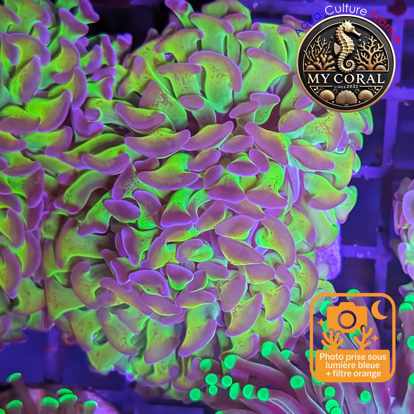 Euphyllia de Culture WYSIWYG- Paraancora - HOLOGRAM Gold - EPHG111