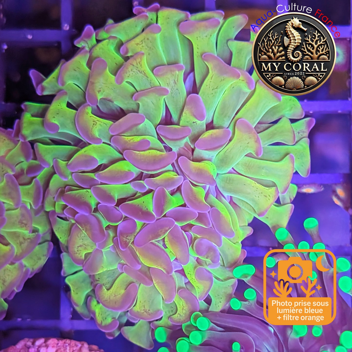 Euphyllia de Culture WYSIWYG- Paraancora - HOLOGRAM Gold - EPHG113