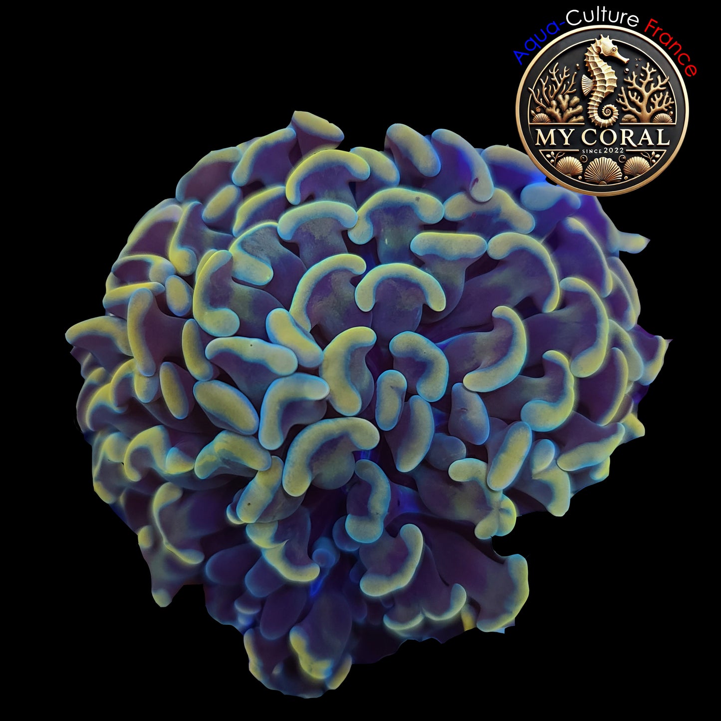 Euphyllia de MariCulture WYSIWYG- Paraancora- Gold XL EPRG005