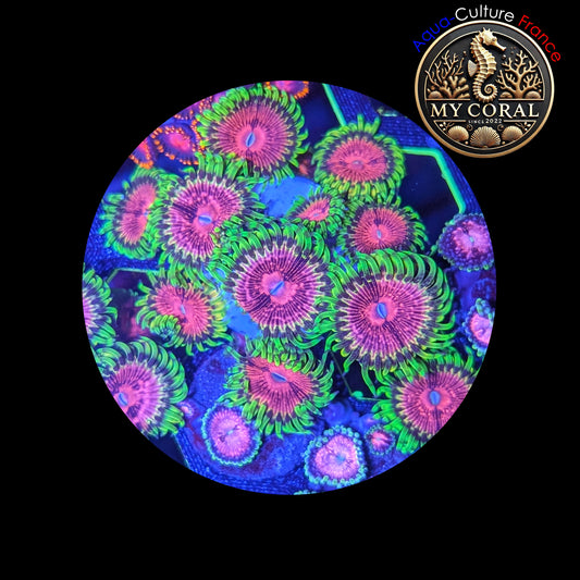 Zoanthus de Culture WYSIWYG - FAKE LIME CHILI - ZFLC101