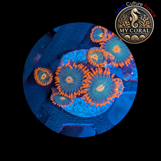 Zoanthus de Culture WYSIWYG - GATORADE - ZGT101