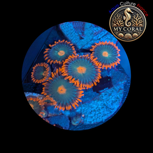 Zoanthus de Culture WYSIWYG - GATORADE - ZGT102