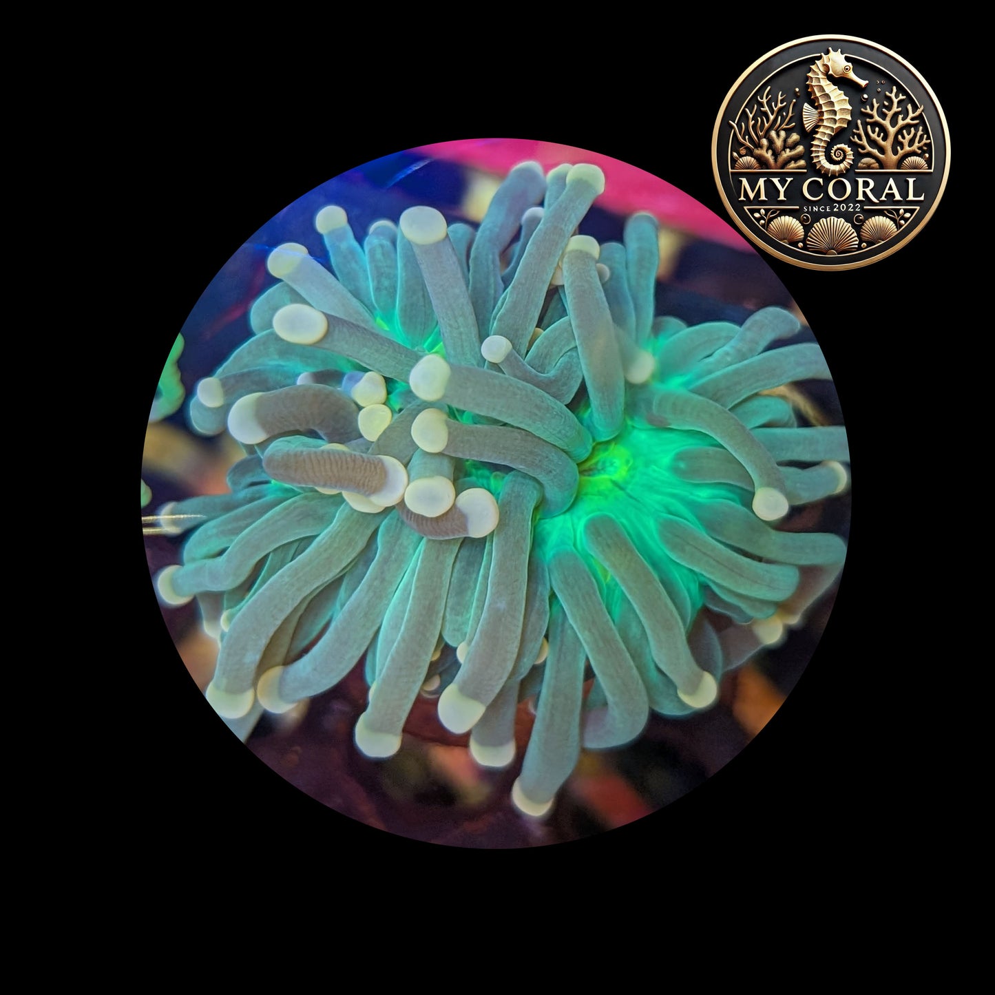 Euphyllia de Culture WYSIWYG- Glabrescens - JOKER GREEN TORCH - EGJGT101