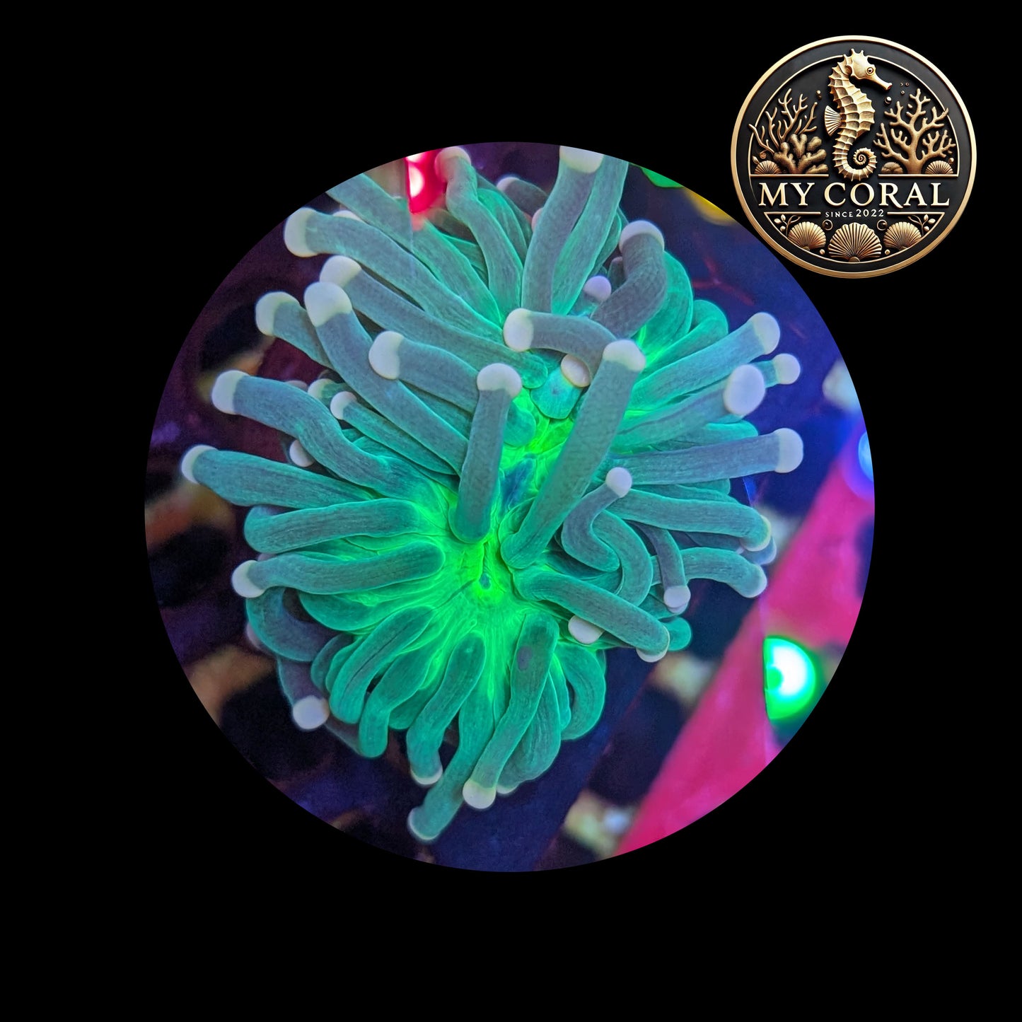 Euphyllia de Culture WYSIWYG- Glabrescens - JOKER GREEN TORCH - EGJGT101