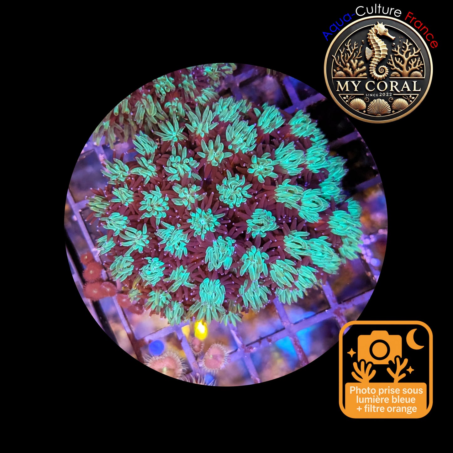 Galaxea de Culture WYSIWYG - GL103 L