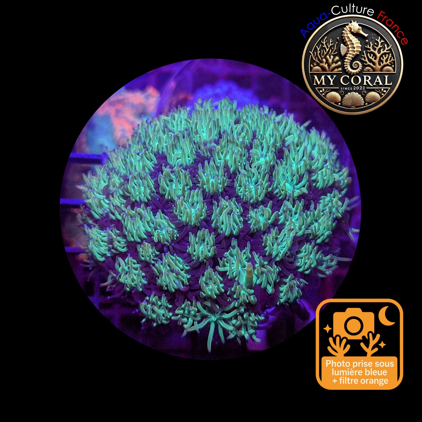 Galaxea de Culture WYSIWYG - GL102 XL