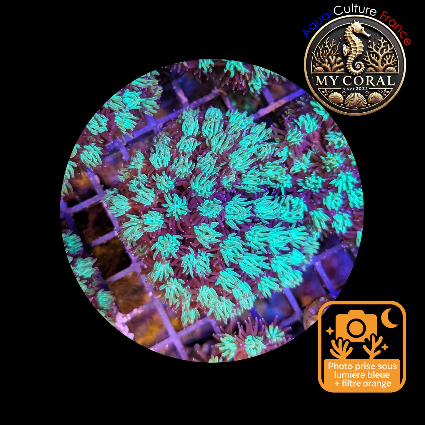 Galaxea de Culture WYSIWYG - GL104 L