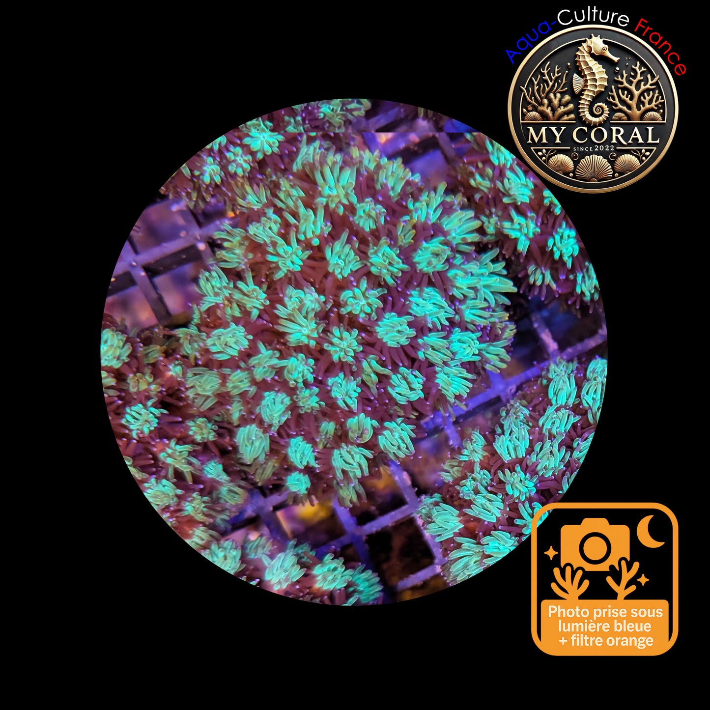 Galaxea de Culture WYSIWYG - GL105 L