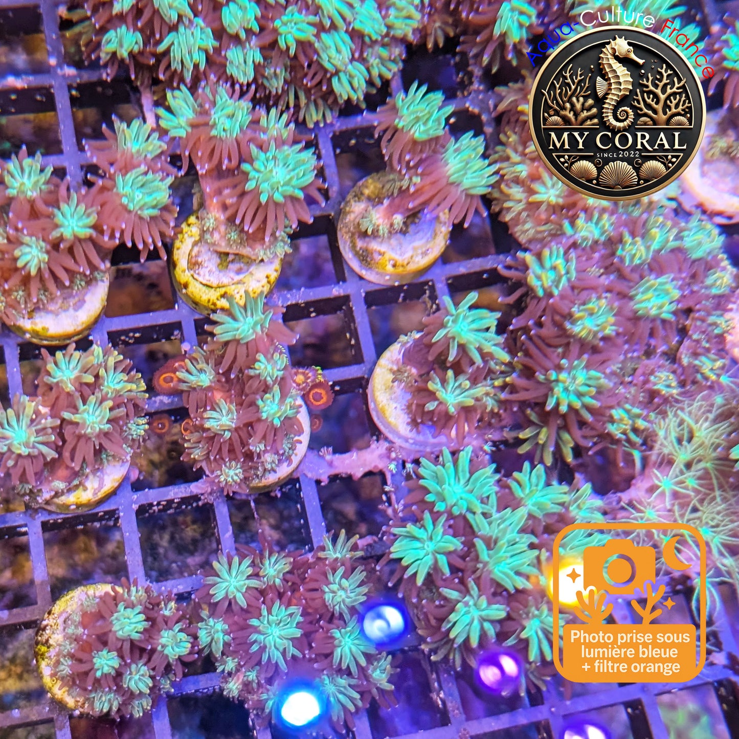 Galaxea de Culture WYSIWYG - GL001- Taille S